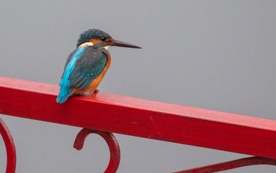 Common Kingfisher