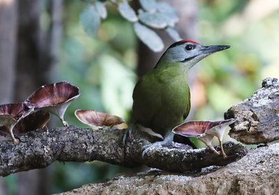 Grey-headed Woodpecker