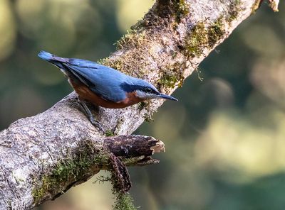 Chestnut-bellied Nuthatch