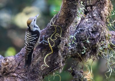 Brown-fronted Woodpecker