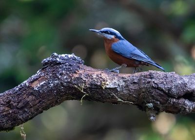 Chestnut-bellied Nuthatch