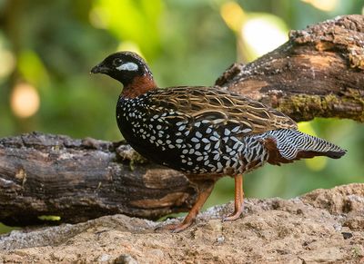Black Francolin