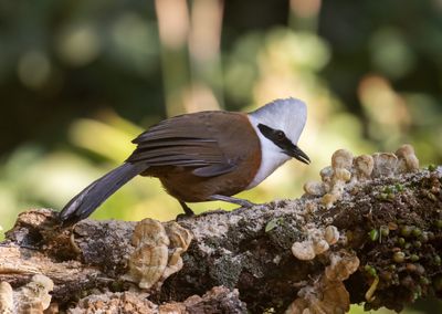 White-crested Laughingthrush