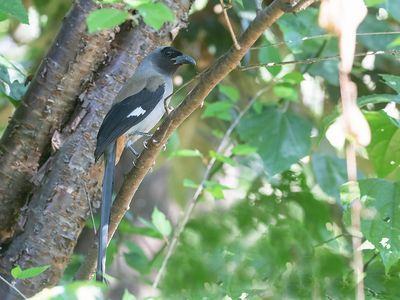 Grey Treepie