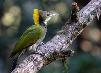 Greater Yellownape