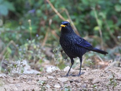 Blue Whistling Thrush