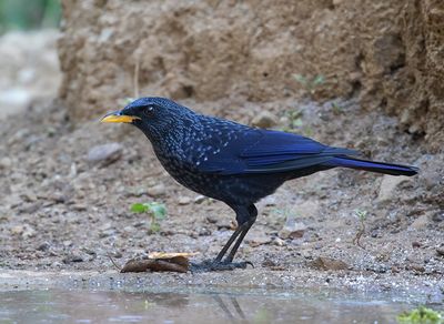 Blue Whistling Thrush