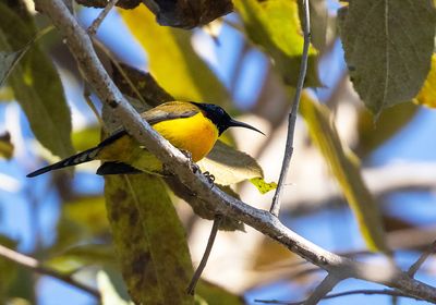 Green-tailed Sunbird