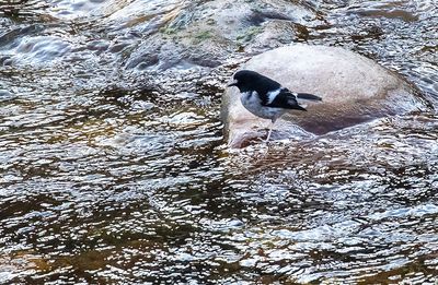 Little Forktail