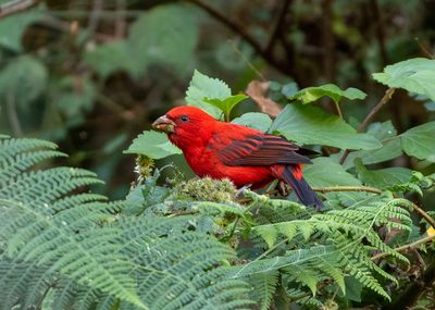 Scarlet Finch
