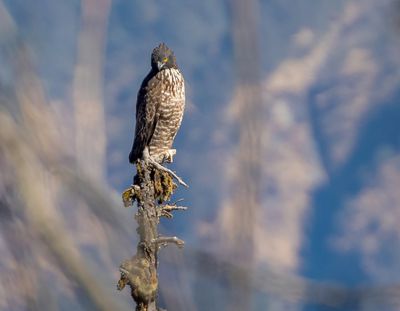 Mountain Hawk-Eagle