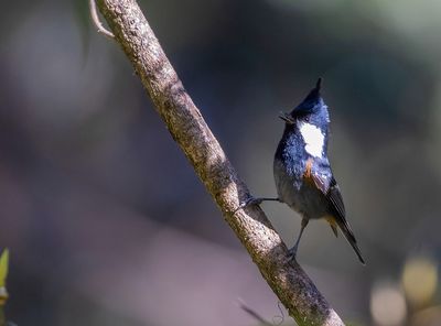 Black-crested Tit