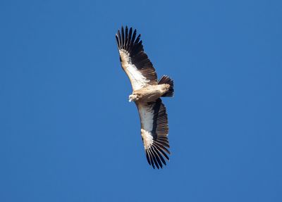 Himalayan (Griffon) Vulture