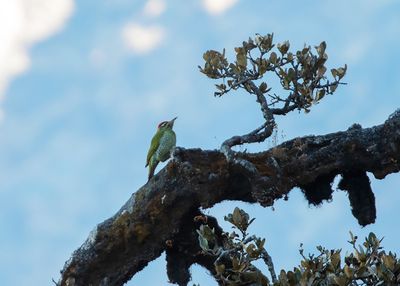 Scaly-bellied Woodpecker