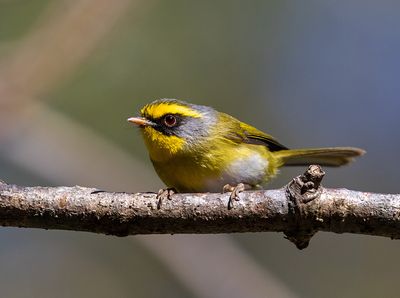 Black-faced Warbler