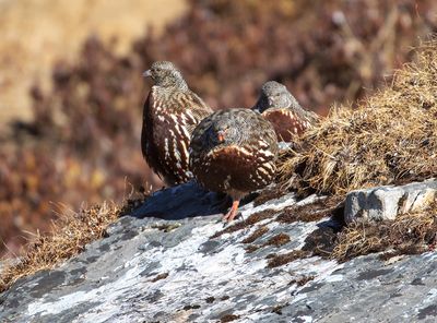Snow Partridge