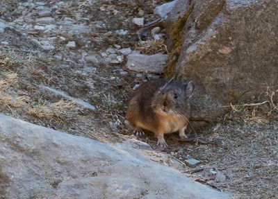 Himalayan Pika