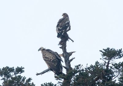 Steppe Eagle and Himalayan Vulture