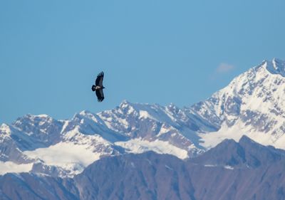 Himalayan Vulture