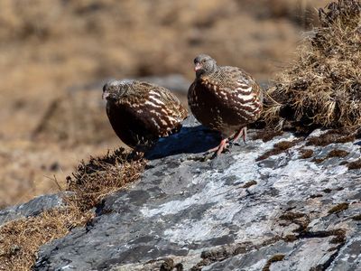Snow Partridge