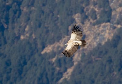 Himalayan Vulture