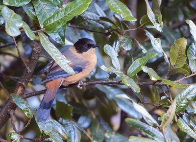 Rufous Sibia