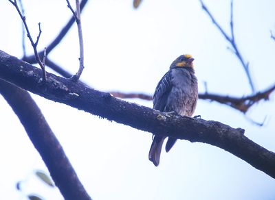 Yellow-rumped Honeyguide