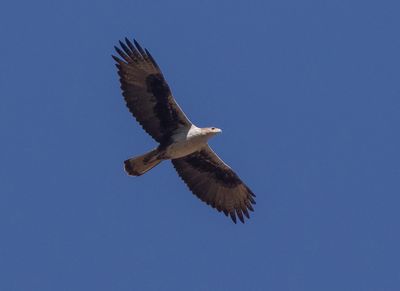 Bonelli's Eagle