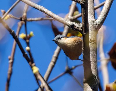 White-tailed Nuthatch