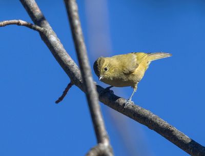 Yellow-browed Tit