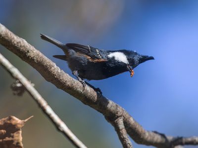 Black-crested Tit