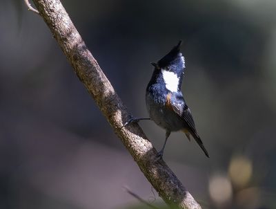 Black-crested Tit