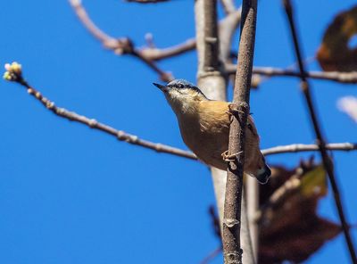 White-tailed Nuthatch