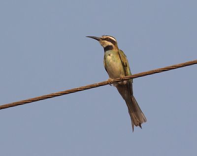 White-throated Bee-eater