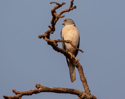 Shikra