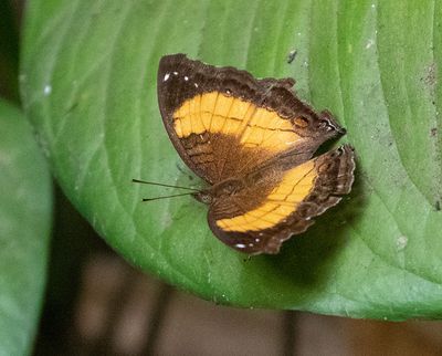 Soldier Commodore - Junonia terea