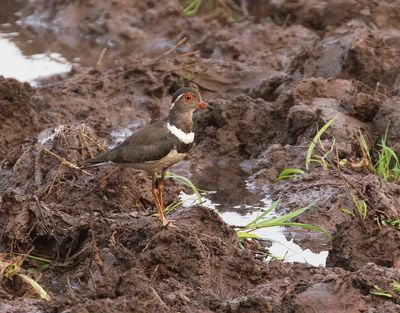 Forbess Plover