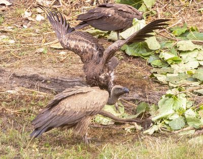 White-backed Vulture