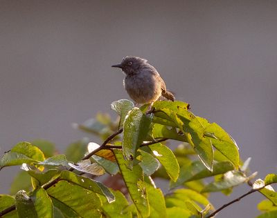 Sierra Leone Prinia