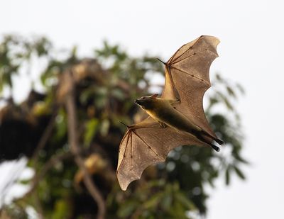African Straw-coloured Fruit Bat