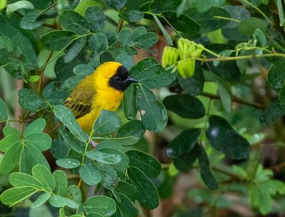 Slender-billed Weaver