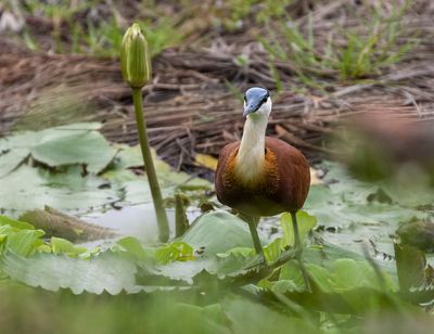 African Jacana