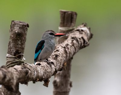 Woodland Kingfisher