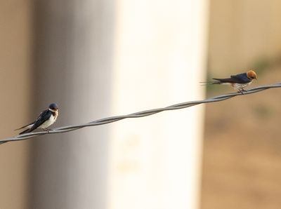 Ethiopian Swallow and Lesser Striped Swallow