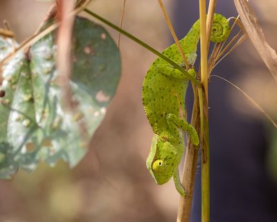 African Chameleon