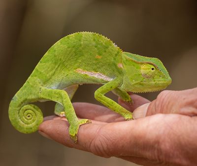 African Chameleon