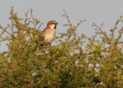 Great Rufous Sparrow