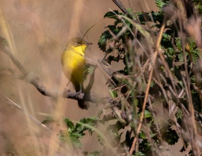 African Yellow-Warbler