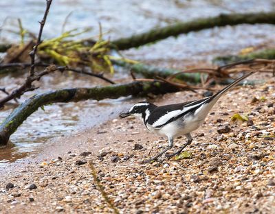 African Pied Wagtail 