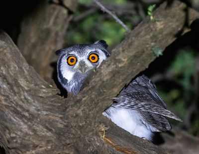 Southern White-faced Owl